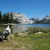 Treve by the shores of Tenaya Lake, Yosemite National Park