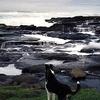 Sleuth at Yachats, Oregon