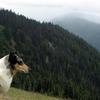 Treve at Olympic National Park