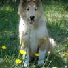 Sawyer sampling flowers